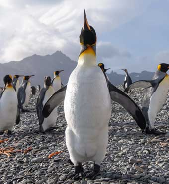 Antarctica
