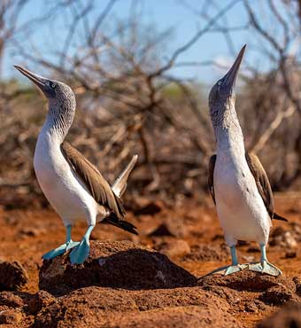 Galapagos