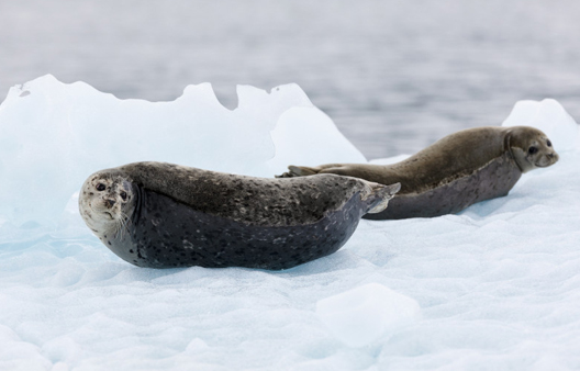 Alaska