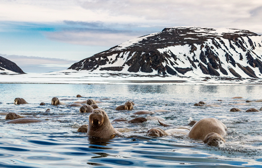 ARCTIC & GREENLAND