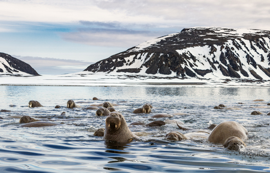 ARCTIC & GREENLAND