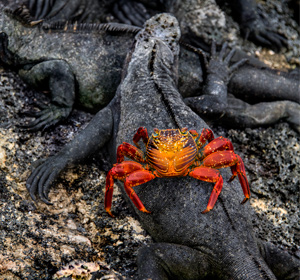 Galapagos