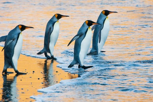 Four King penguins walking on a shoreline at sunset.